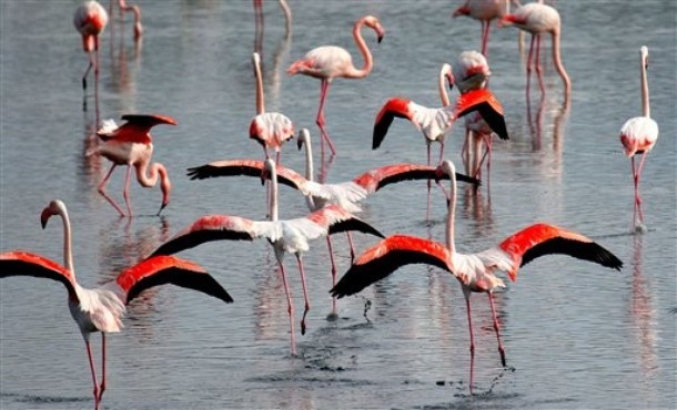 Кипрские птицы, фламинго