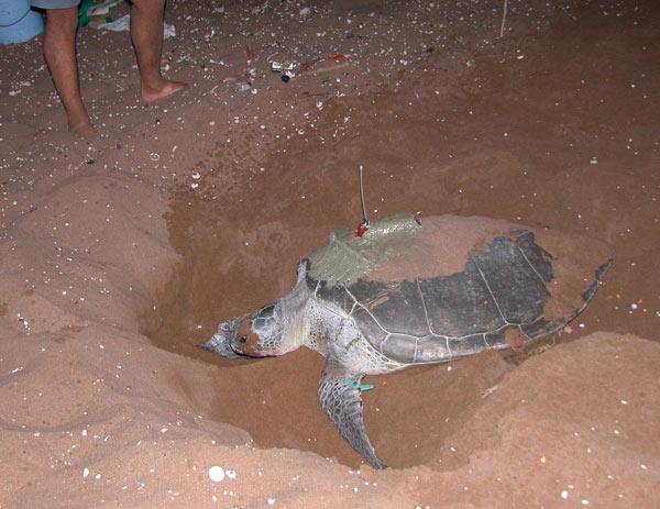 Морские черепахи на Кипре